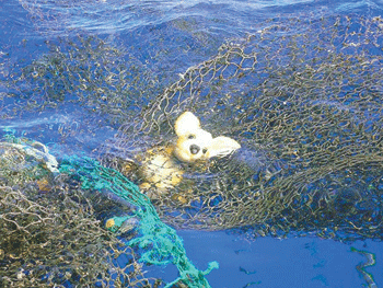 The startling form of a toy dog stares out from a tangle of ghost nets in the ‘Great Pacific Garbage Patch’.