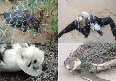 Examples of marine life killed by debris – the entangled little penguin was found at Wilson’s Promontory, Victoria; the bird entangled in the float was found at Boranup Beach, WA; the flatback turtle was found on a Northern Territory bach.