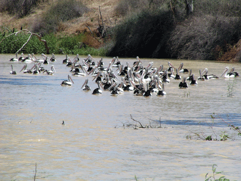 Pelicans on the Cooper Creek.
