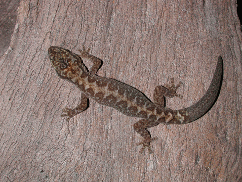 Can you name this gecko, or this tree? The Atlas of Living Australia will provide open access to data such as species names, distribution maps, and mapping and identification tools for reliable identification.