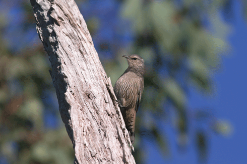 The brown treecreeper (<i>Climacteris picumnus</i>) is widely distributed across open woodlands and forests of eastern Australia but decline in abundance due to habitat clearance has been reported across most of its range. Rohan Clarke, Wildlife Images.