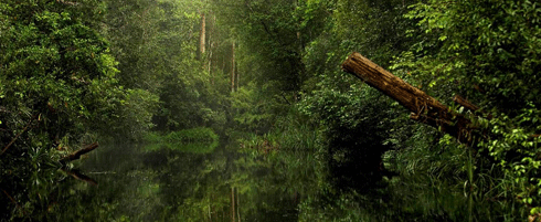 Peat swamp forest in West Kalimantan, Indonesia. Fauna and Flora International and Macquarie Capital are using carbon finance to prevent this ecologically significant peat forest from being converted to an oil palm plantation, which would release vast quantities of greenhouse gases through peat oxidation.