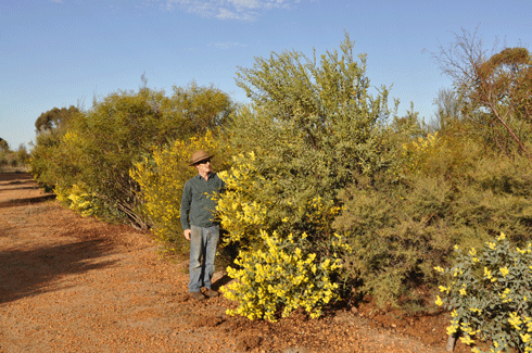 Dr Geoff Woodall on his family’s multi-species host plantation at Beaufort River, 250 km south-east of Perth.