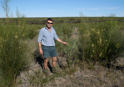 Mr Ben Boxshall of Spicatum Resources Australia at one of the Gondwana Link sandalwood sites in south-west Western Australia. Ben is holding a <i>Santalum spicatum</i> plant. <i>Acacia</i> host species can be seen on either side