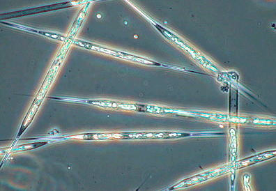 <i>Rhizosolenia</i> phytoplankton contain a cyanobacteria that fixes nitrogen, boosting plant growth and carbon uptake.