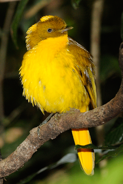 Climate modelling indicates the habitat of the golden bowerbird – a high-altitude species living in tropical rainforests – could shrink dramatically. Moving it to high-altitude rainforest at higher latitudes may ensure it persists in the wild.