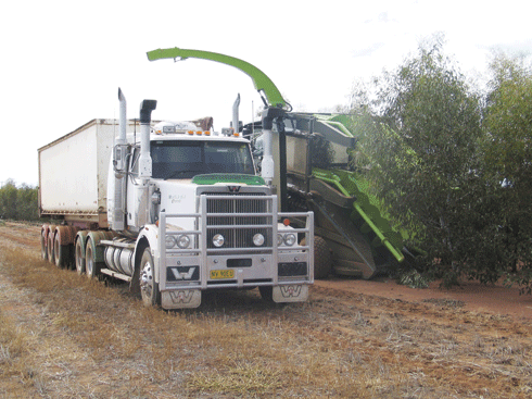 A prototype woody crop harvester/chipper in action in a mallee plantation in Western Australia. This machine was designed and built by Biosystems Engineering in collaboration with the Future Farm Industries CRC and the Western Australian Department of Environment and Conservation.