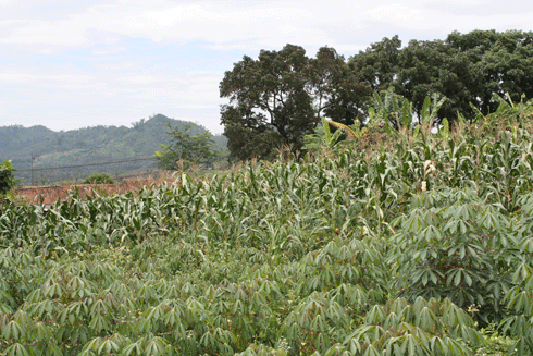 Cassava (foreground) and maize/corn crops (background), Indonesia. The country is the fourth largest producer of cassava – used for human and animal food, alcohol and biofuels – in the world.