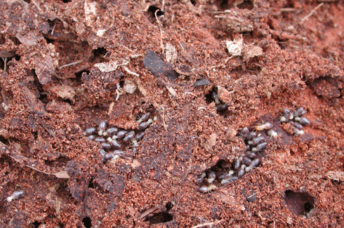 Termites may become a useful land management tool for farmers.