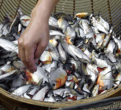 Haul from a pond in Xi Shuang Banna, Yunnan Province, China.
