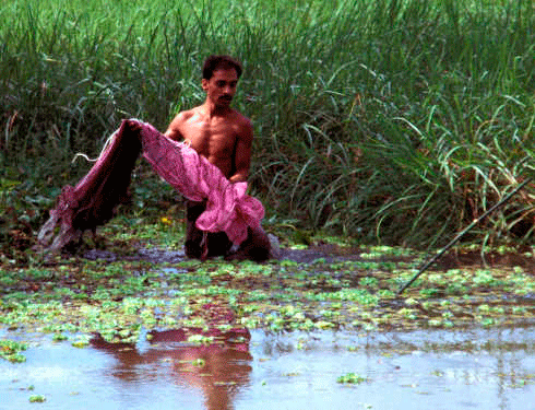 Netting small fish in a natural aquaculture system, Bangladesh.