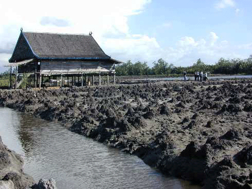 Abandoned extensive shrimp pond constructed in acid sulfate soil, Kendari, Indonesia. Acid-tolerant mud lobsters proliferate in the abandoned ponds, building mounds that expose more acid sulfate soil.