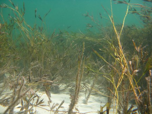 Seagrass meadows at Shark Bay, WA. Researchers are investigating the value of seagrass habitats in sequestering carbon.
