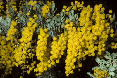 While Cooatamundra wattle’s distribution is only 100 km wide, it has become weedy in Queensland, NSW, Victoria, Tasmania, SA and WA, showing that its distribution doesn’t reflect its climatic tolerance.