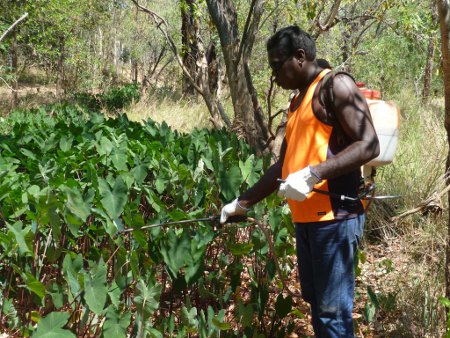 Indigenous rangers have been helping remove a vigorous weed that threatens to choke the west Kimberley’s unique rivers and gorges.