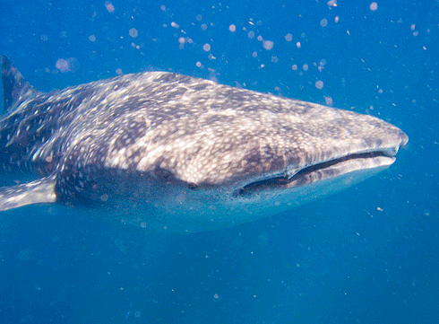 Known as gentle giants of the sea, whale sharks don’t pose a significant danger to humans. Scientists are investigating how human interaction, particularly encounters with divers, affects whale shark behaviour.