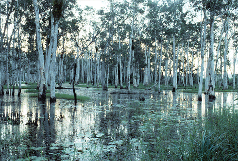 A melaleuca swamp in North Queensland. Mrytle rust affects many species of melaleuca or paperbarks which are ecologically significant in wetlands, swamps, coastal woodlands and forests.