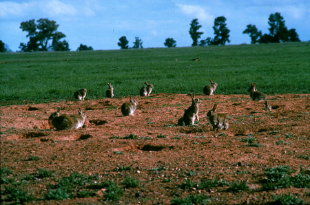 Rabbits are one of Australias most widespread and destructive pest animals, and threaten the viability of native plant and animal species. They contribute to soil erosion by removing vegetation and disturbing soil, and they compete with native wildlife for food and shelter, increasing their exposure to predators.
