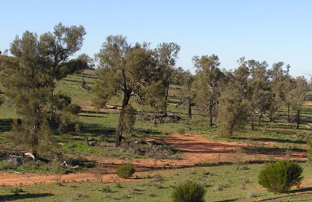 Buloke trees and seedlings regenerate for the first time in 50 years in Hattah-Kulkyne National Park, north-west Victoria, thanks to reduced rabbit numbers.