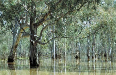 Flooded red gums, Barmah, Victoria. The Barmah Forest is an example of an ecosystem evolved to respond to natural flood events, in this case, the Murray River, which is also a source of irrigation water for Victoria, NSW and South Australia.