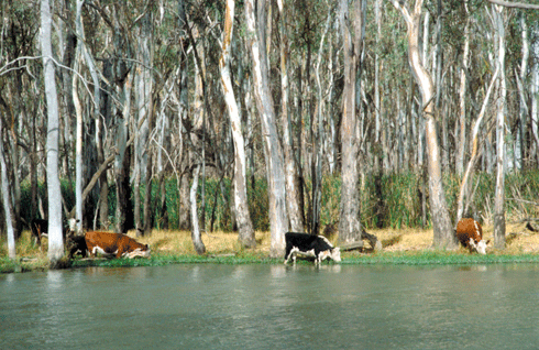 A group of environment-minded graziers in floodplain areas are encouraging the government to deliver more environmental flows along the Murray-Darling Basin.