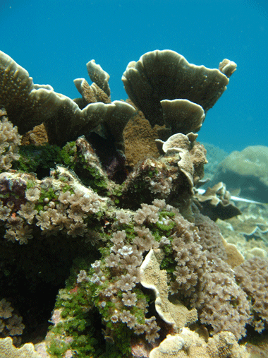 Coral on the Great Barrier Reef near Orpheus Island. EarthWatch Australia and the Australian Institute of Marine Science are calling for volunteer divers to assist with survey and monitoring of coral reef disease in this area.