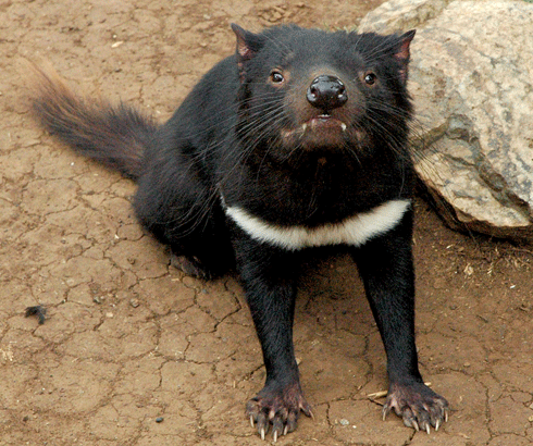 Researchers have developed a step-by-step decision tree tool enabling managers to determine whether investing in monitoring will improve the outcomes of their investment in biodiversity conservation programs – such as preventing the spread of facial tumour disease among Tasmanian devil populations.