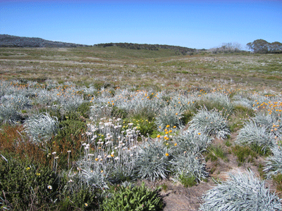 Alpine vegetation in the Pretty Valley area of the Bogong High Plains, Alpine National Park.