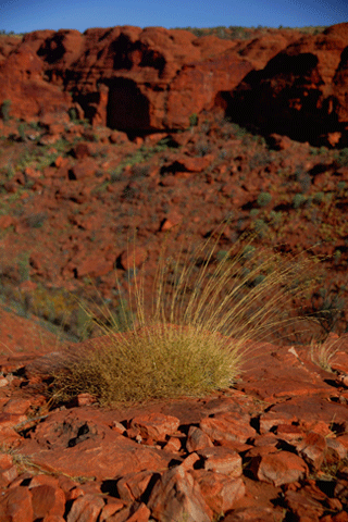 Spinifex with a rocky gorge in the background. The drama and beauty of the desert can be a drawcard for tourists, but attracting, training and retaining skilled tourism staff is a challenge in remote locations.