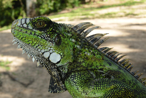 Common iguanas (<i>Iguana iguana</i>) are an exotic, illegal pet species that pose a serious risk of establishing in Australia. This adult female was captured in Ross River, Townsville, Queensland in April 2011.