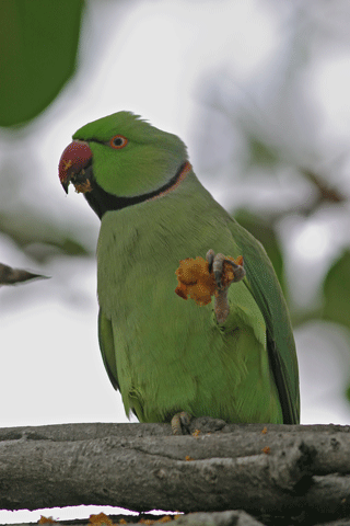Indian ring neck parrots (<i>Psittacula krameri</i>) are a legal pet but commonly escape from captivity and have reportedly bred in the wild in Australia. This apparently wild adult male bird was seen in Townsville, Queensland in 2004.