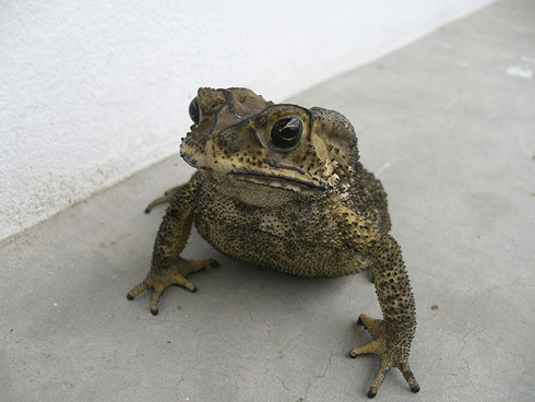 The black spined toad (<i>Bufo melanostictus</i>) is a species frequently intercepted as a pre-border stowaway by AQIS, and has been seen in the wild here at least twice. It has an extreme risk of establishing in Australia.