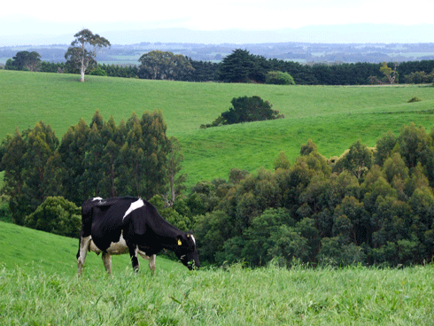Mountain View Farms, Gippsland, Victoria.