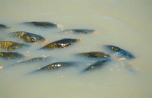 Carp outcompete native fish not just through their prolific breeding, but through their ability to exploit a range of freshwater environments.