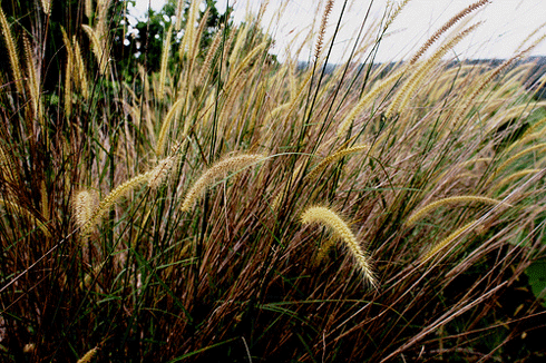 Introduced to Australia from Africa as experimental pasture, mission grass (<i>Pennisetum polystachios</i>) is now widely established in the top end of the Northern Territory and in northern Queensland. It grows up to three metres high and competes year-round with native species. It promotes intense, late, dry season fires and this, combined with its ability to dominate the understorey, means that it has the potential to gradually transform eucalypt woodlands into grasslands.