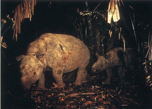 A rare photo of a Javan rhinoceros mother and calf, taken by a photo camera trap in Ujung Kulon National Park, Java, Indonesia