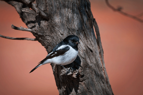 Endangered woodland bird species such as hooded robins are benefiting from native tree regrowth on farmland.