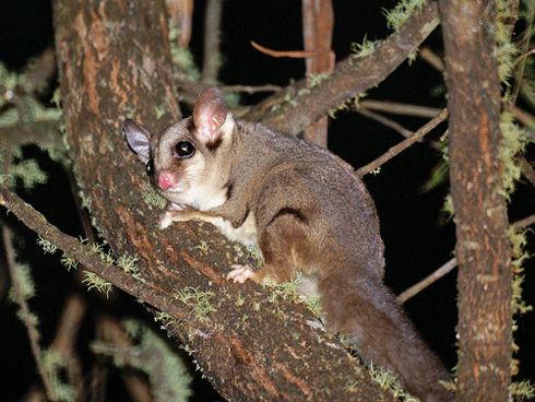 It's easy to see why sugar gliders are becoming increasingly popular as domestic pets. But the trade in these animals may threaten the survival of this species in the long term.