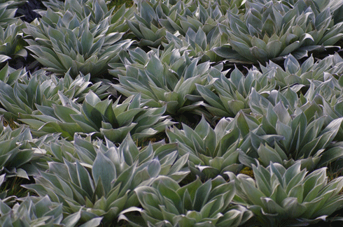 Looking like a sea of water-lilies, the native silver-leaf daisy <i>Pleurophyllum hookeri</i>, is rapidly regenerating on the slopes of Sandy Bay (photo taken late 2011).