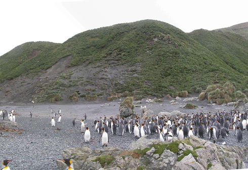 The overgrazed slopes of Sandy Bay in 2007 – the year before, loss of vegetation caused a landslip above a penguin rookery on the island, killing hundreds of birds.
