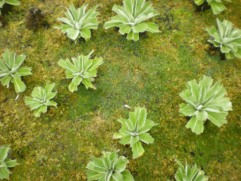 A close up of ‘stumps’ of native silver leaf daisy in 2008, grazed almost to the ground by rabbits.