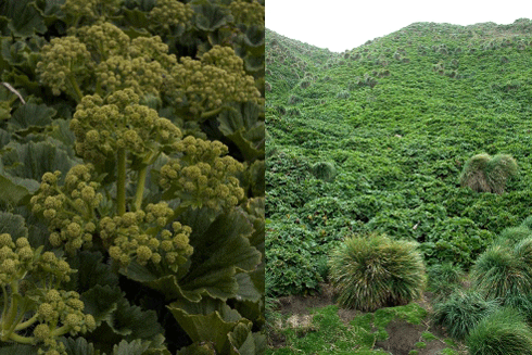 Another distinctive megaherb – the broccoli-like flower heads of Macquarie island cabbage (left); and a slope stabilised by luxuriant <i>Stilbocarpa</i> growth in 2001 (right).