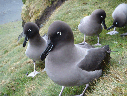 One of the seabirds that breeds on the steep slopes of Macquarie Island: the light-mantled sooty albatross.