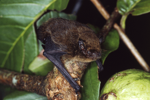 The Christmas Island pipistrelle, now extinct.