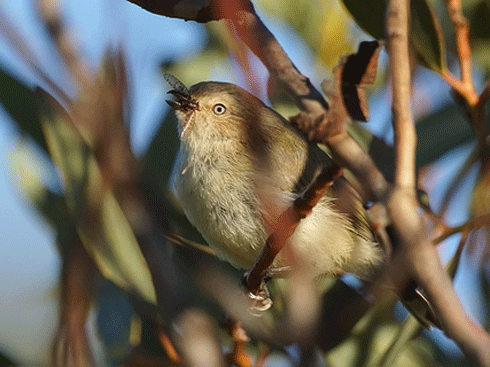 A weebill (<i>Smicrornis brevirostris</i>), South Australia. The weebill is Australia’s smallest bird (8-9cm). Well planned on-farm revegetation can increase numbers of this bird.