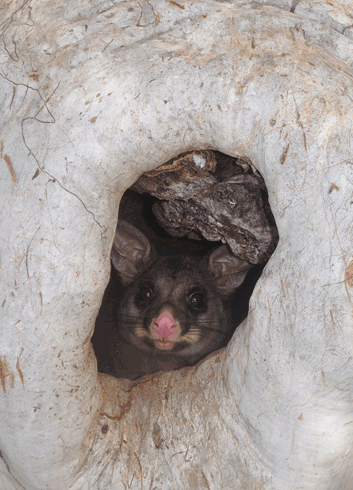 A common brushtail possum uses a large trunk hollow (entrance diameter &gt;10 cm) in a scribbly gum (<i>Eucalyptus haemastoma</i>).