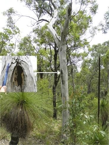 Standing dead tree (stag) used as a den by a squirrel glider in Brisbane. The arrow shows the location of the hollow entrance shown in the inset.