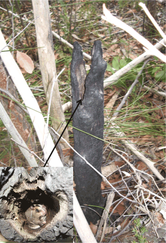 A burnt stump used as a den by a radio-collared male eastern pygmy-possum in Royal National Park, Sydney. The inset shows the view looking into the stump from above.