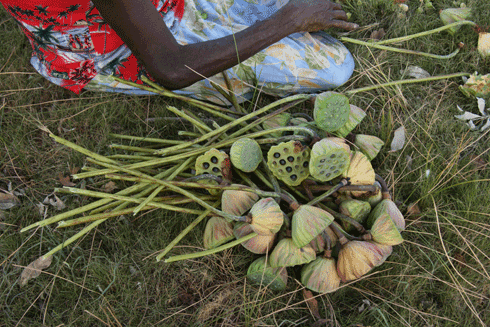 Lotus lily seed pods are eaten by the residents of Nauiyu Nambiyu community, Daly River, Northern Territory.