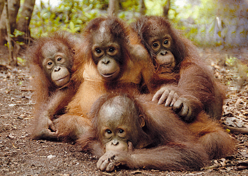 Some young orang-utans on their way through ‘school’ to learn how to live in the wild.
